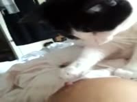 [ Zoo Sex Video ] Horny cat licking her owner's nipples
